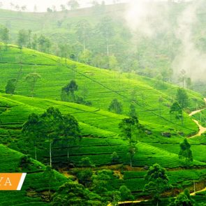 sri-lanka-tailor-made-tours-NUWARA-ELIYA