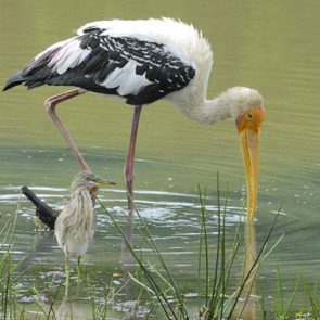 Bird watching tour-landing