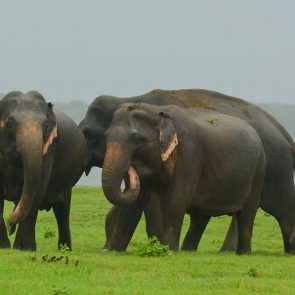 sri-lanka-holiday-tours-Wilpattu