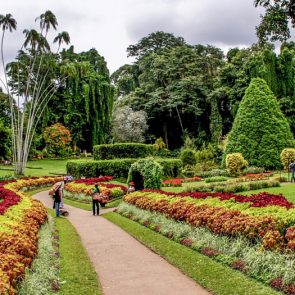 tours-to-sri-lanka-Peradeniya