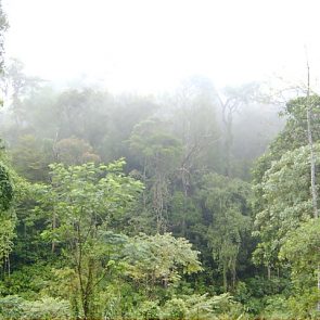 Morning_mist_in_Sinharaja